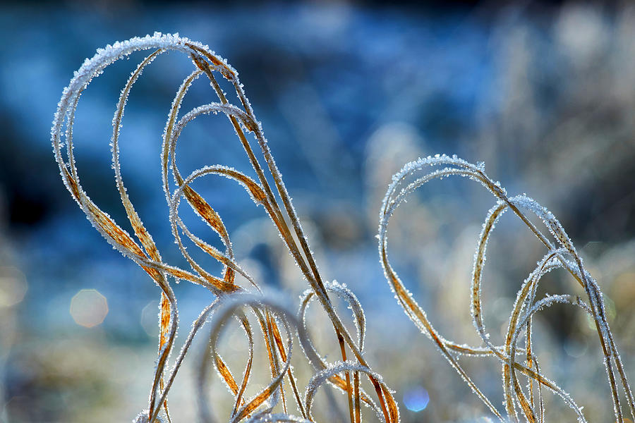 Frozen Grass Photograph by Bodo Balzer