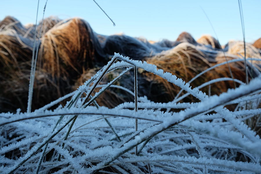 Winter Photograph - Frozen Grass by Inge Elewaut