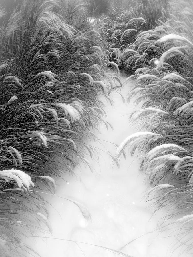Frozen Grass Photograph by Mornigndew Photography