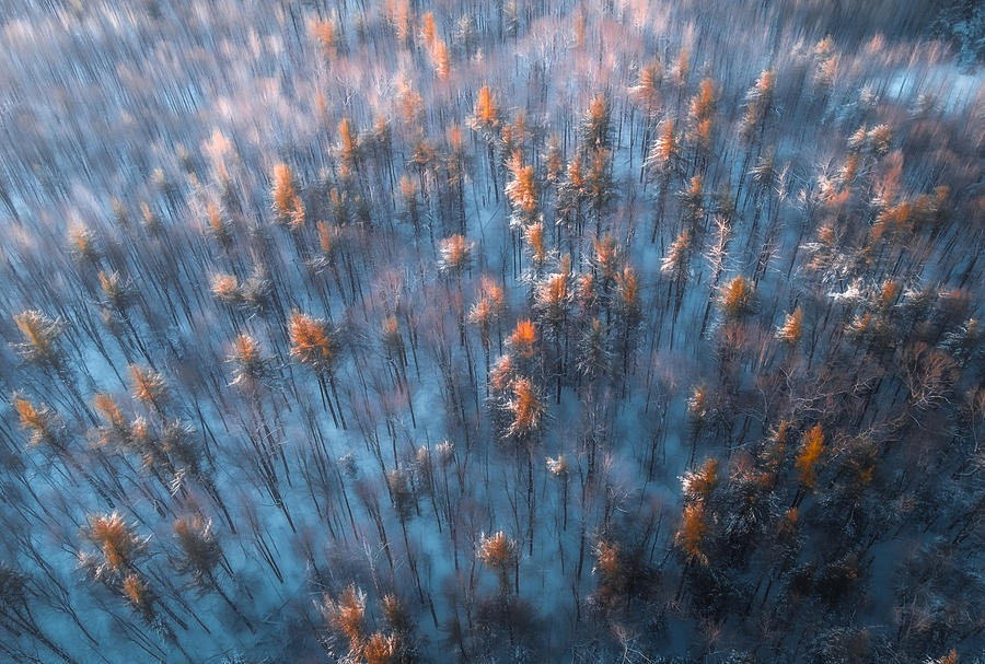 Winter Photograph - Frozen Jungle At Sunrise II by Majid Behzad