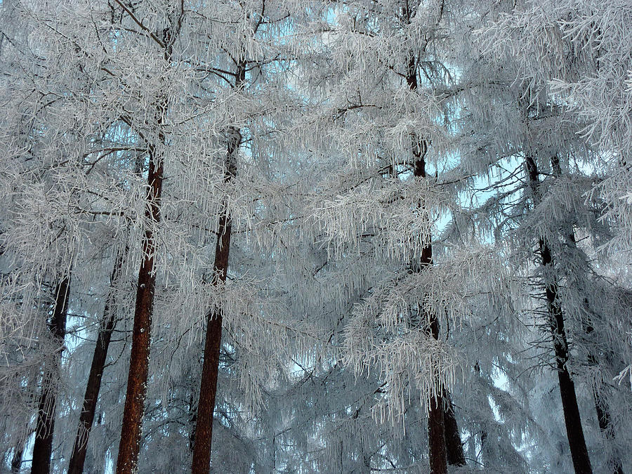 Frozen Larches In Wipptal, Tuxer Alps, Tyrol, Austria Photograph by Peter Umfahrer