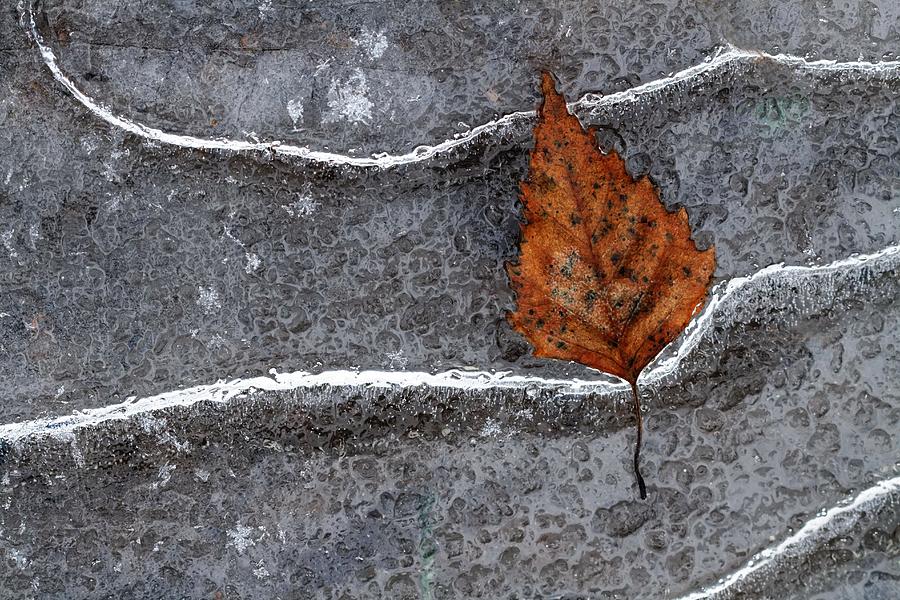 Winter Photograph - Frozen Leaf by Bertrand Kulik