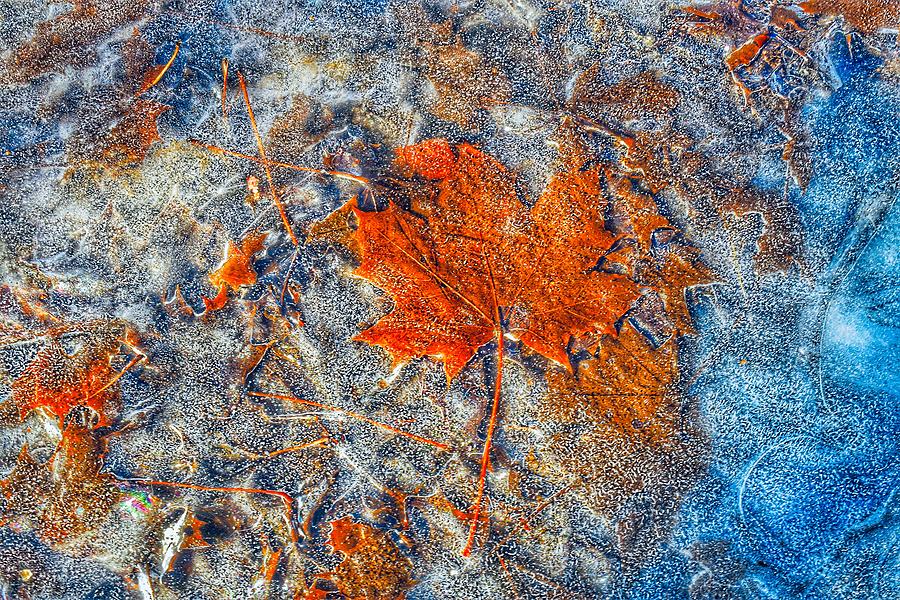 Frozen leaf in a puddle  Photograph by Monika Salvan