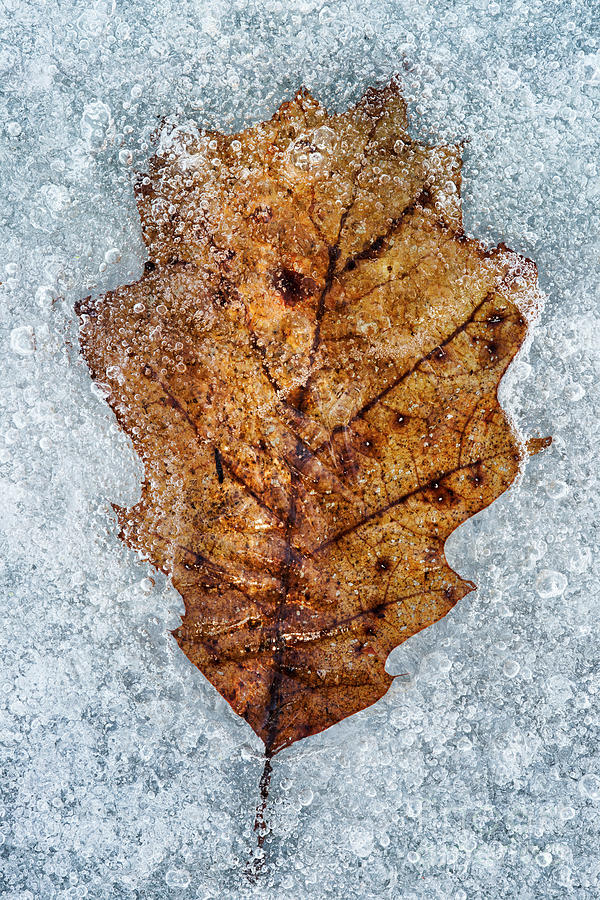 Frozen leaf LE9716 Photograph by Mark Graf