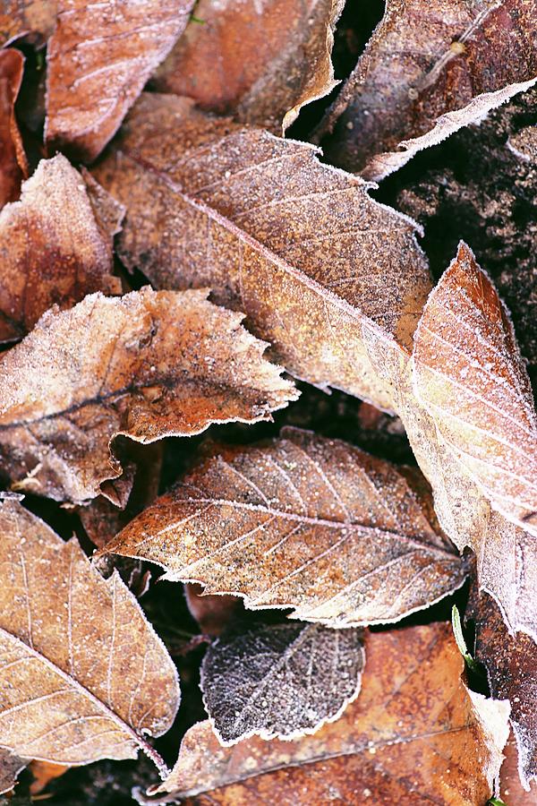Frozen Leaf Litter chestnut Leaves Photograph by Alexandra Panella