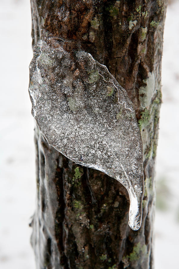 Frozen Leaf-shaped Icicle - Brevard Photograph by Bill Gozansky