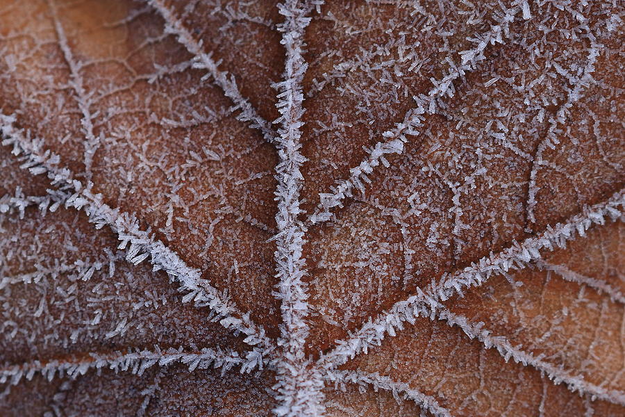 Frozen Leaf Photograph by Simun Ascic