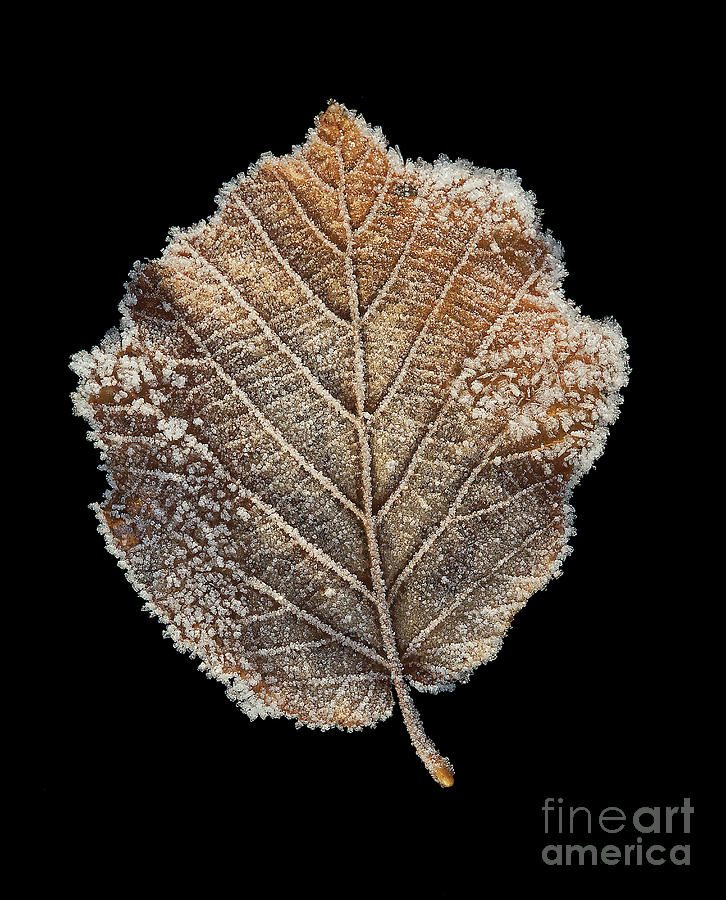 Frozen Leaf Photograph by Tim Vernon / Science Photo Library - Fine Art ...