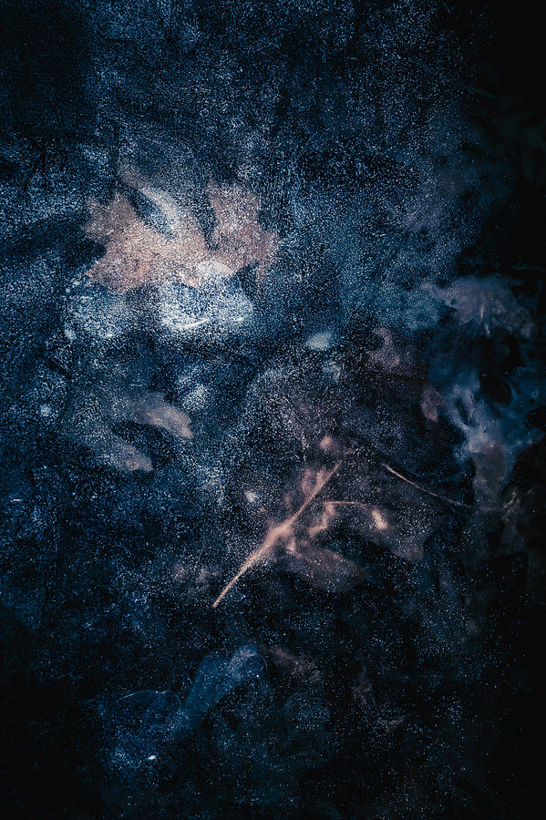Frozen Leaves Photograph by Allin Sorenson