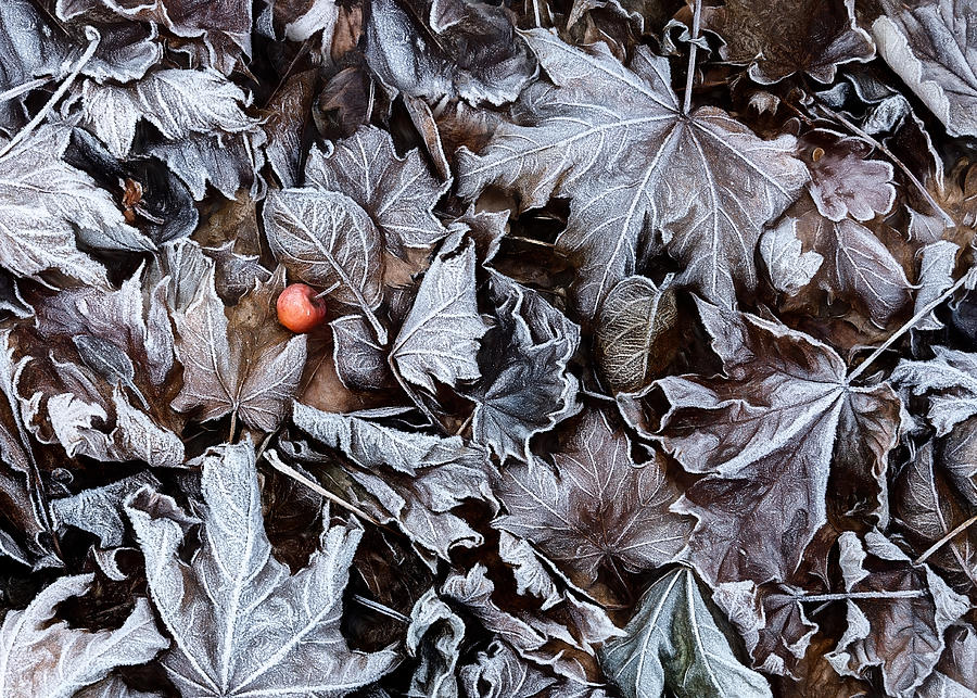 Frozen Leaves Photograph by Nel Talen