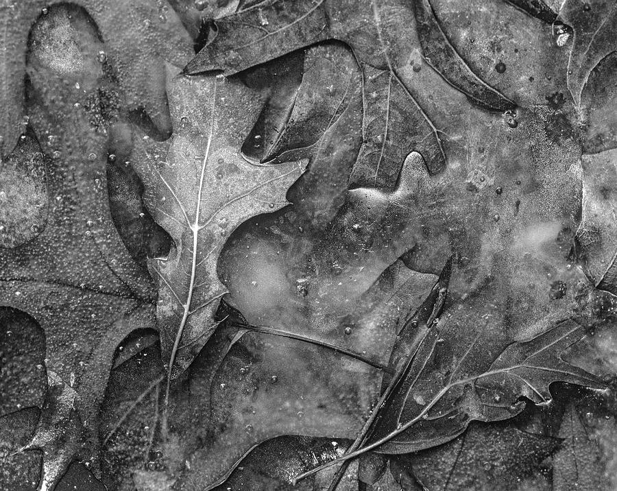 Black And White Photograph - Frozen Leaves Of Winter by Tim Fitzharris