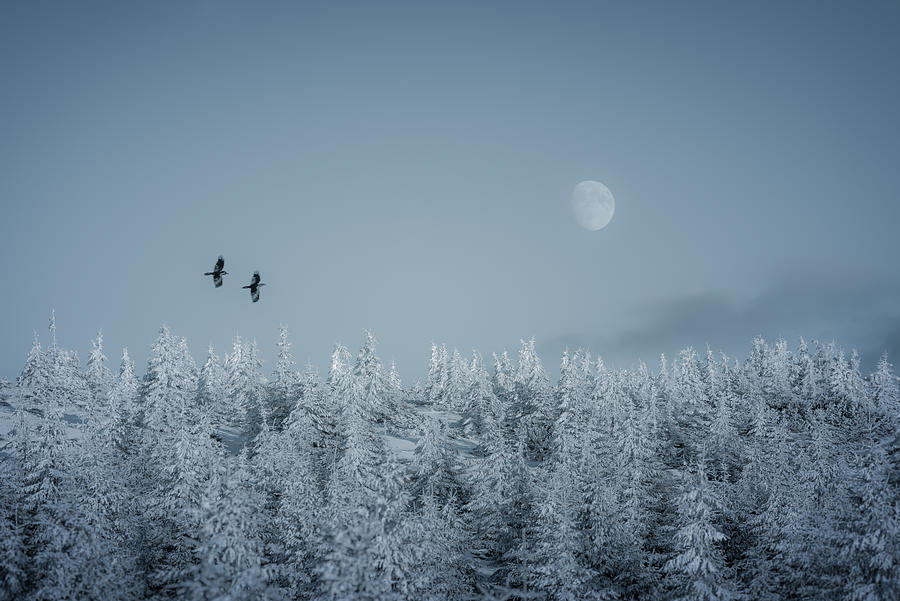 Bird Photograph - Frozen Moon by Daniel Mrlea