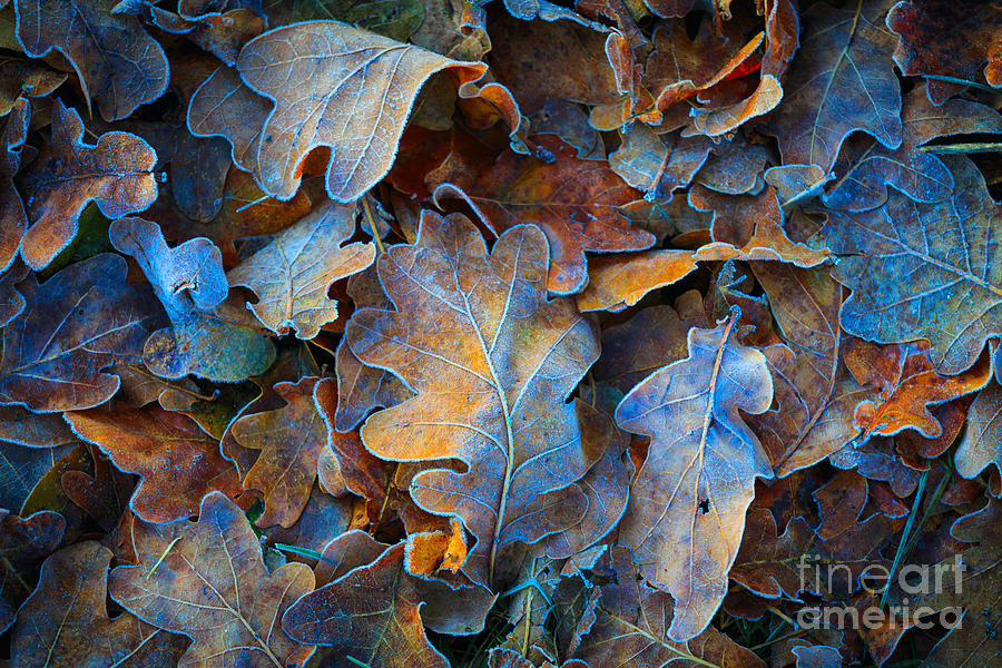 Forest Photograph - Frozen Oak Leafs - Abstract Natural by Pavel klimenko Forest Photograph - Frozen Oak Leafs - Abstract Natural by Pavel klimenko