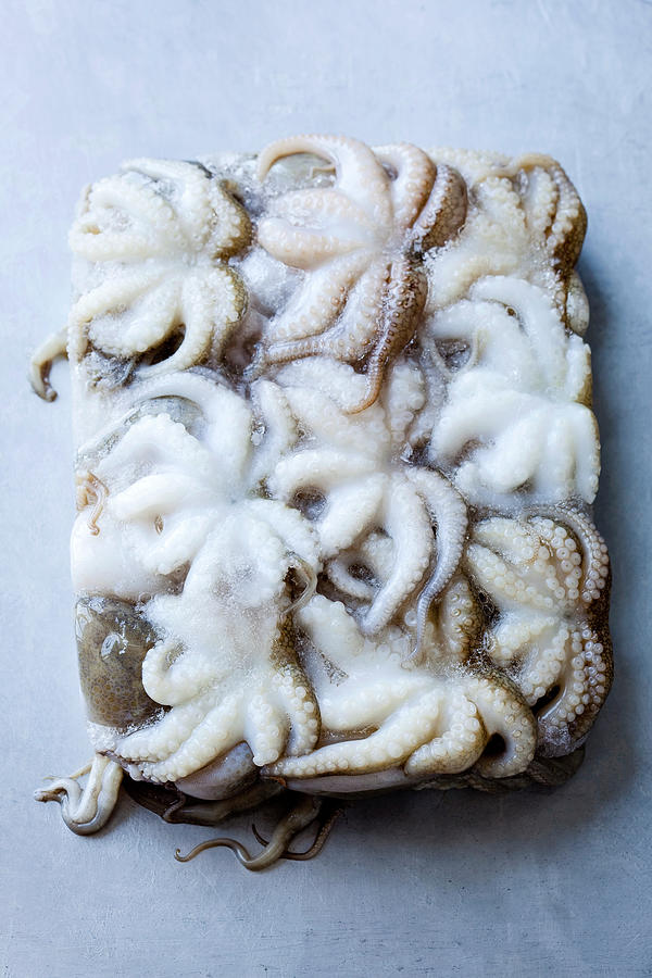 Frozen Octopus Defrosting On A Sheet Pan Photograph by Leo Gong