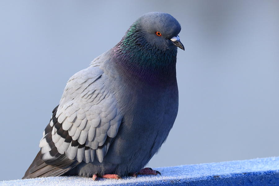 Frozen Pigeon Photograph by Simun Ascic