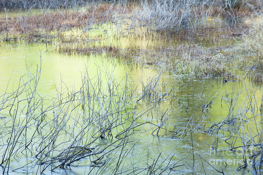 Frozen Pond Photograph by Jill Greenaway