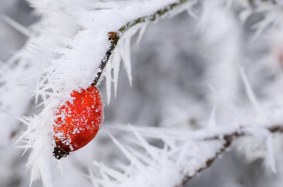 Frozen Red Berries Photograph by Mac99