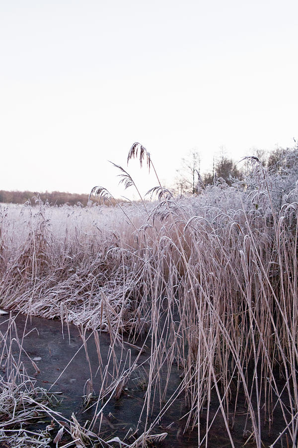 Frozen Reeds Next To Frozen Stream In Wintry Landscape Photograph by Camilla Isaksson