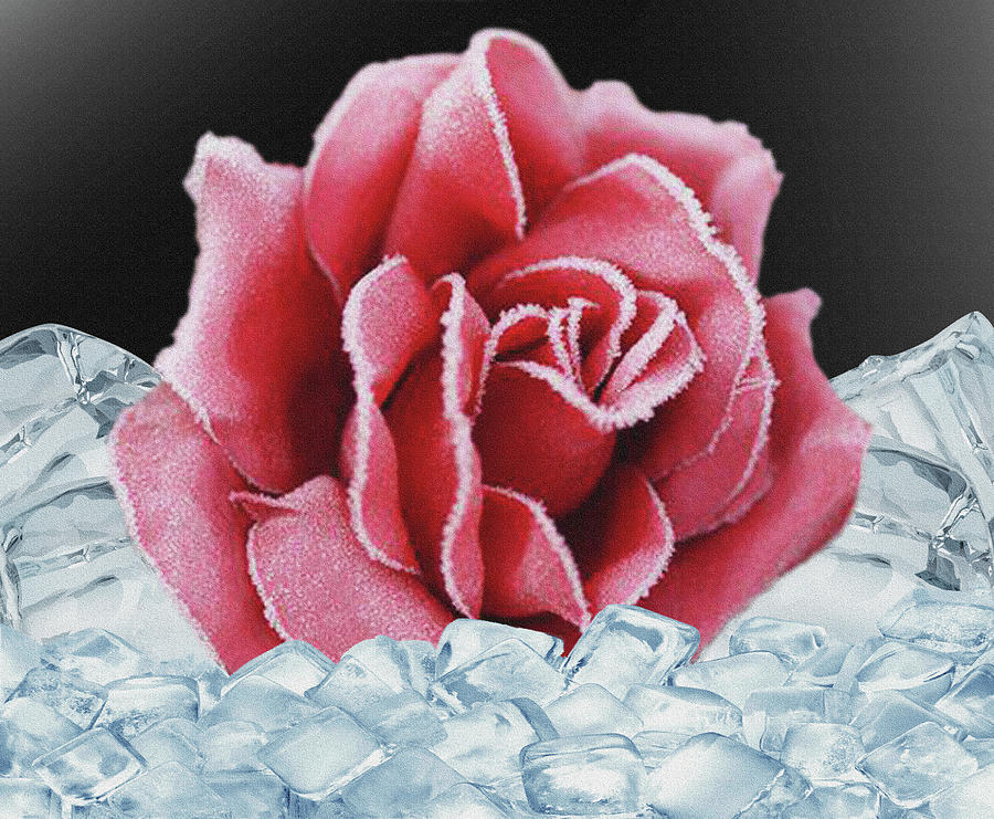 Frozen Rose Mixed Media