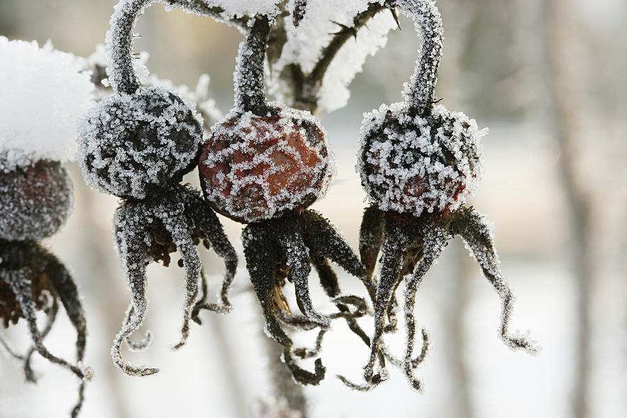 Nature Digital Art - Frozen Rosehips by Stuart Westmorland