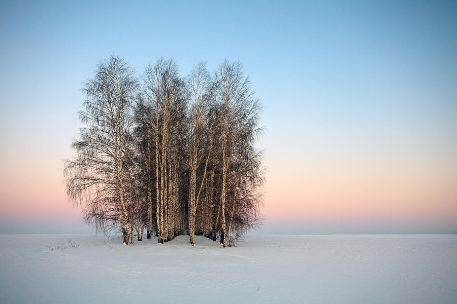 Tree Photograph - Frozen Spaces by Denis Belyaev