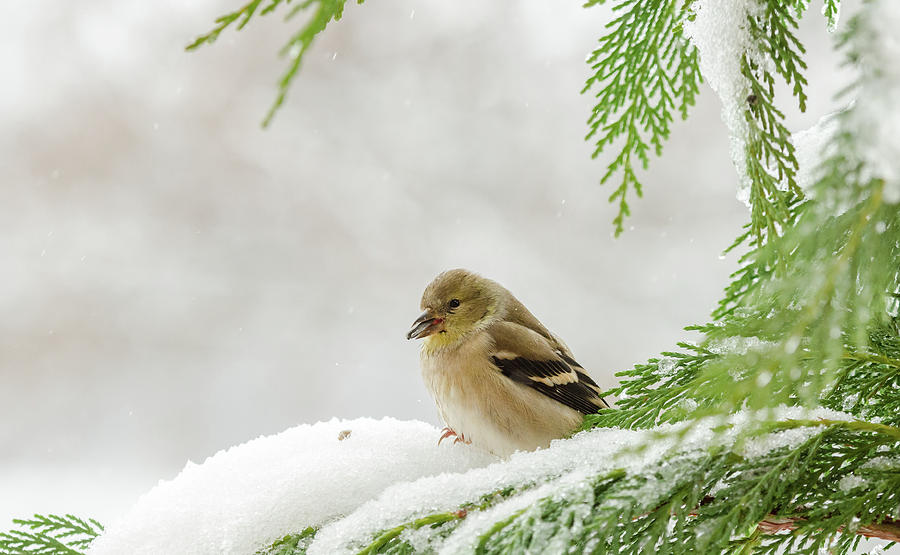 Bird Photograph - Frozen Treat by Donna Collins