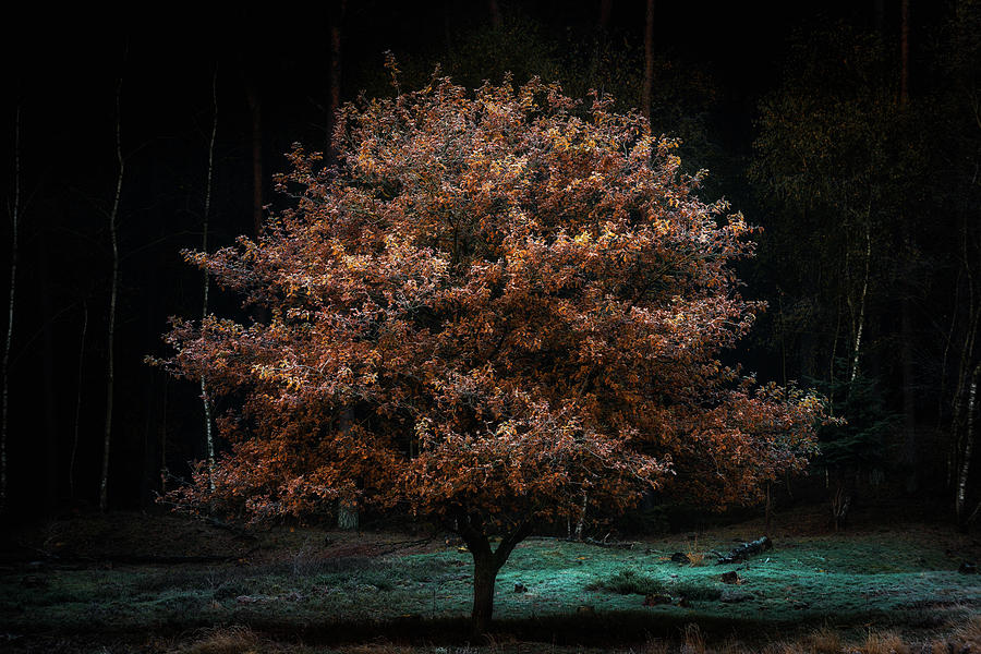 Frozen tree Photograph by Jenco Van Zalk