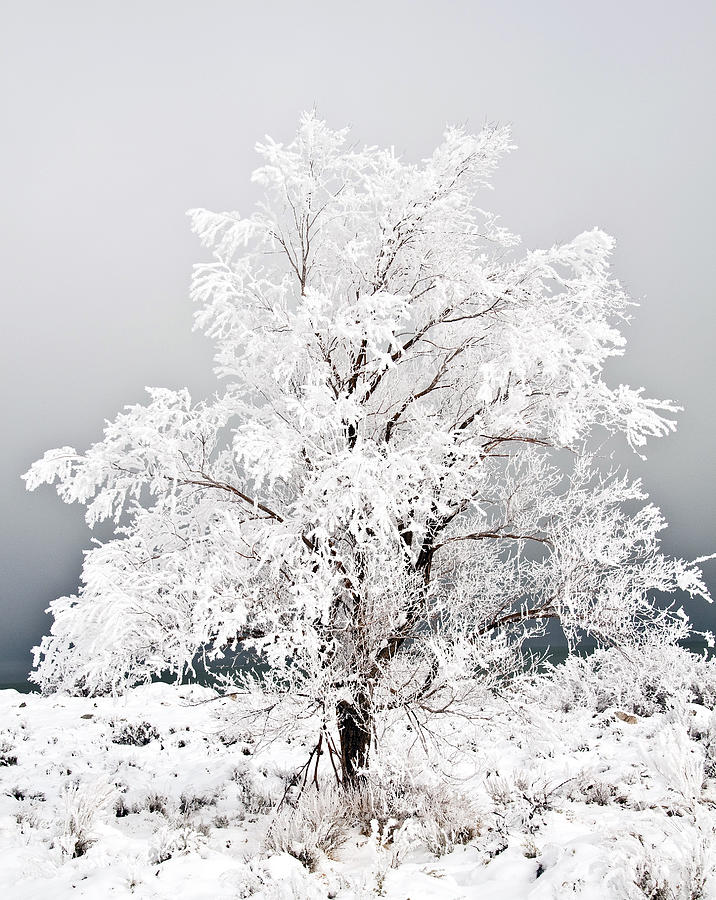 Frozen Tree Mono Lake California Photograph by Ken Aaron