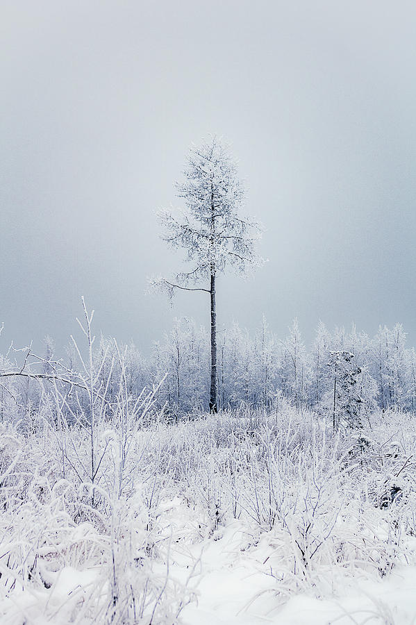 Nature Photograph - Frozen tree by Toni Heikkinen