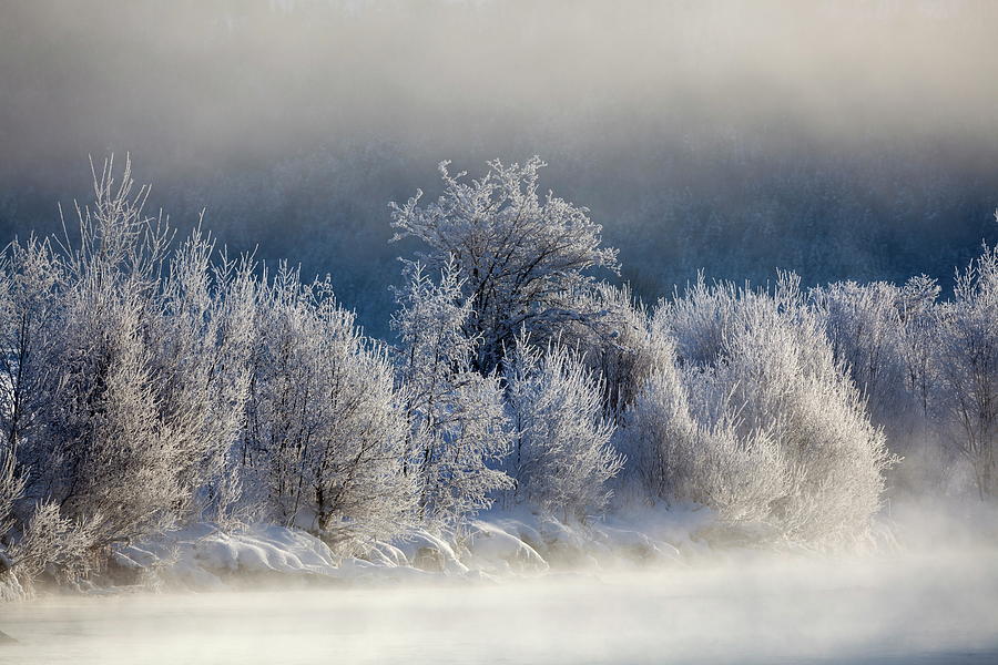 Frozen Trees Digital Art by Christian Back - Fine Art America