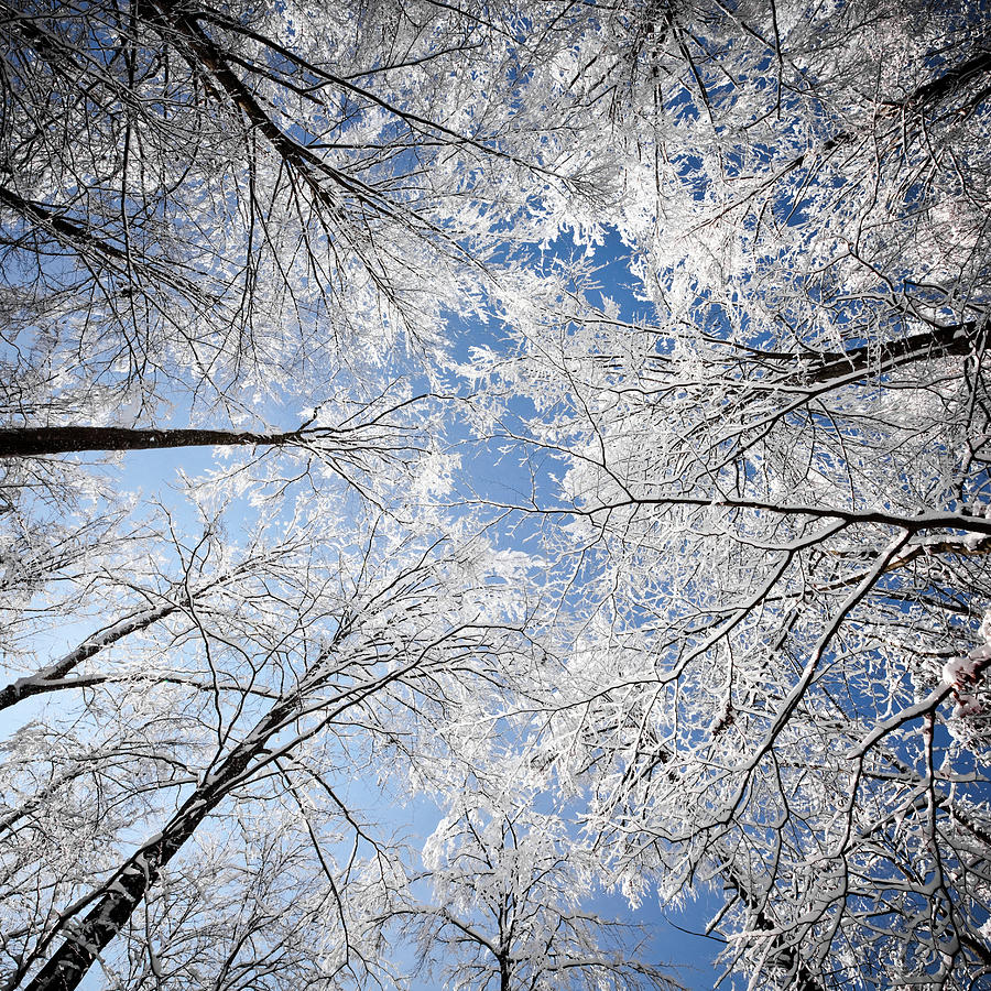 Frozen Winter Forest View Photograph by Image By Janos Radler