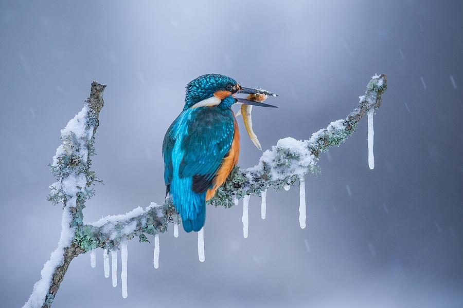 Frozen Winter Photograph by Petar Sabol