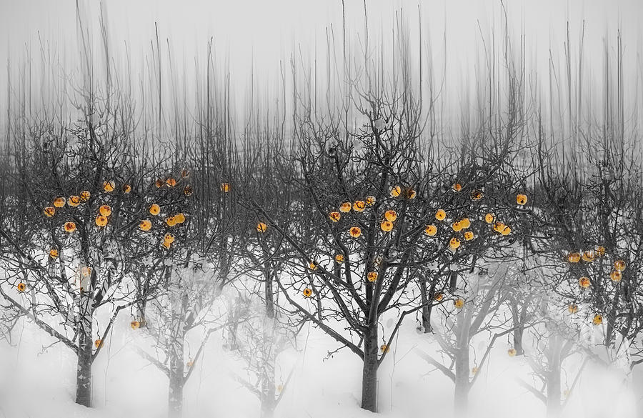 Frozen Yellow Apples Photograph by Isam Telhami