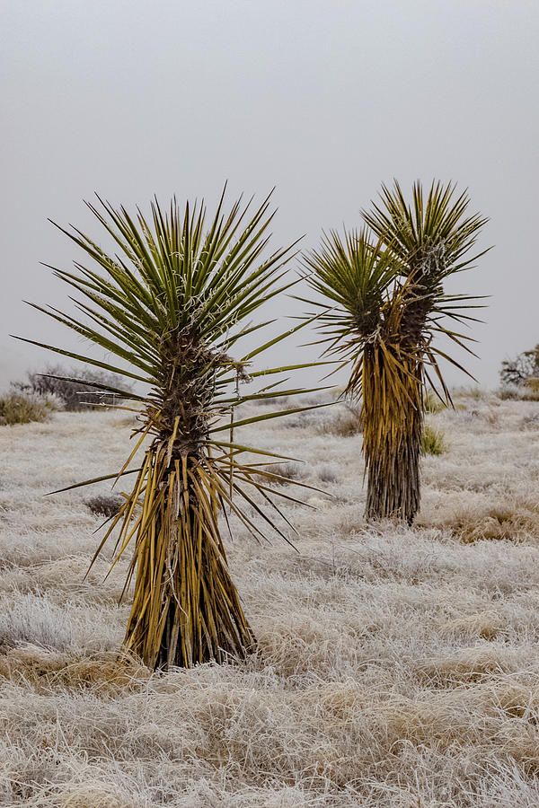 Frozen Yuccas Photograph by Joe Kopp