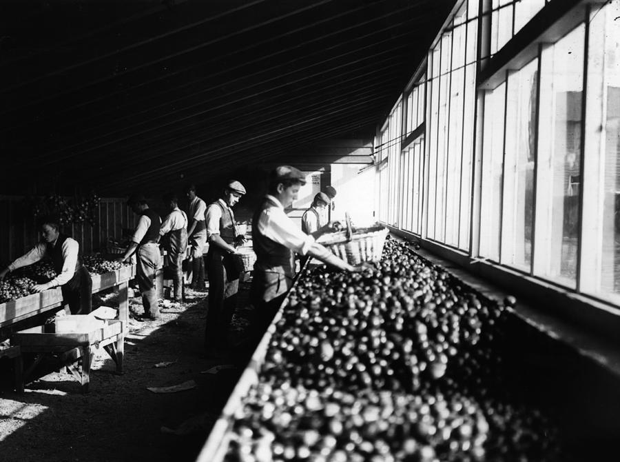 Fruit Farm Photograph by Hulton Archive