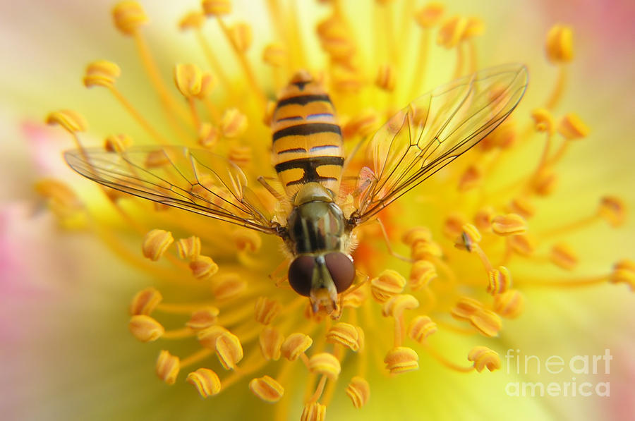 Macro Photograph - Fruit Fly On A Rose by Anette Linnea Rasmussen Macro Photograph - Fruit Fly On A Rose by Anette Linnea Rasmussen