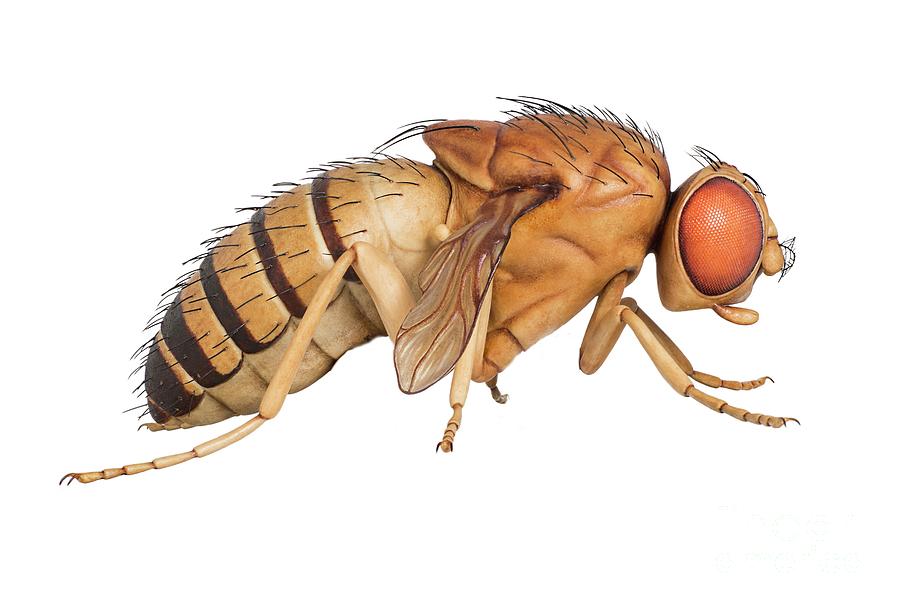 Wildlife Photograph - Fruit Fly Wax Model by Natural History Museum, London/science Photo Library