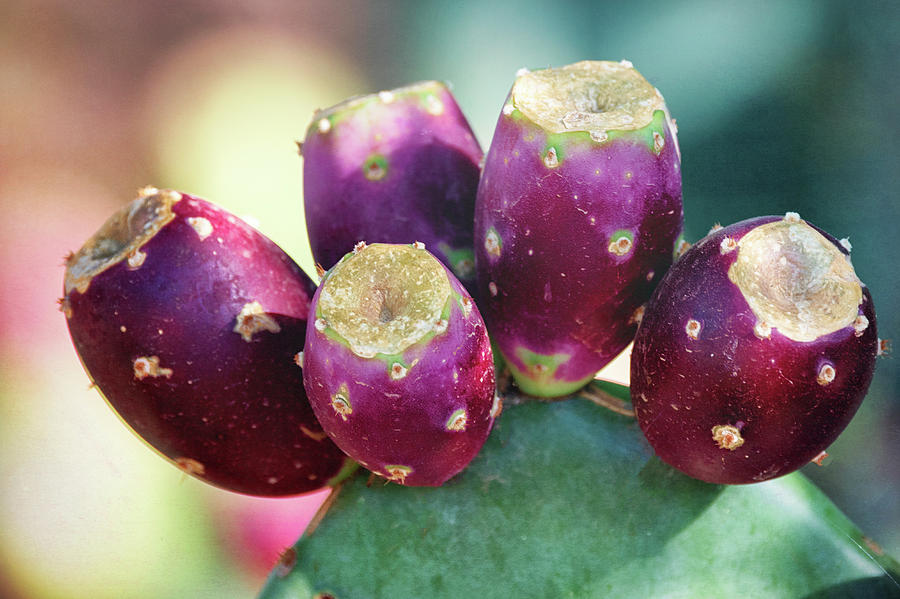 Fruit Of The Prickly Pear  Photograph by Saija Lehtonen