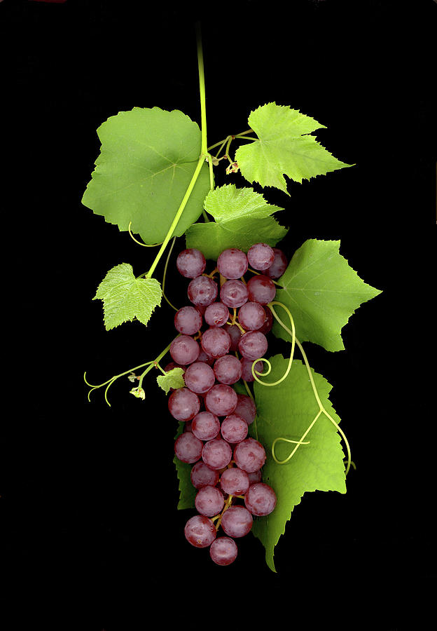 Fruit Of The Vine Photograph by Sandi F Hutchins Fruit Of The Vine Photograph by Sandi F Hutchins