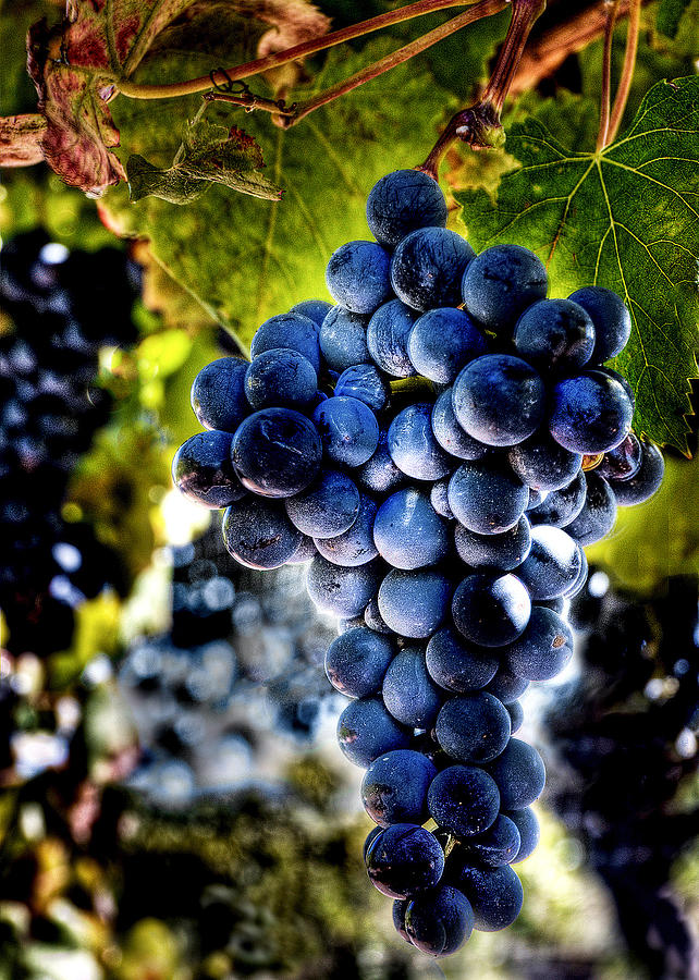 Fruit Of The Vine Photograph by Steve Corey, San Luis Obispo, Ca.
