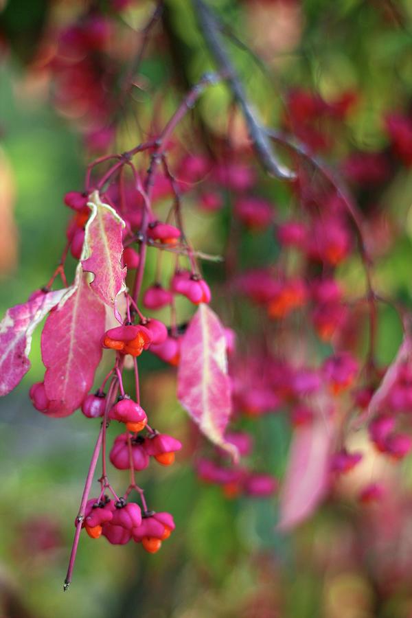 Fruit On Branch Of Spindle euonymus Europaeus Photograph by Alexandra Panella