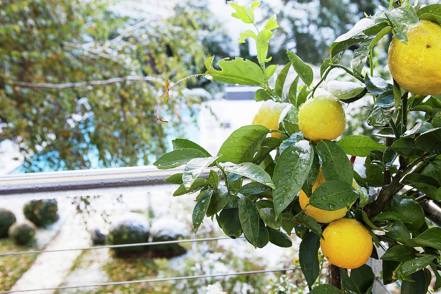 Fruit On Lemon Tree In Front Of Stainless Steel Balustrade; View Of Pool In Snowy Garden In Background Photograph by Anneliese Kompatscher
