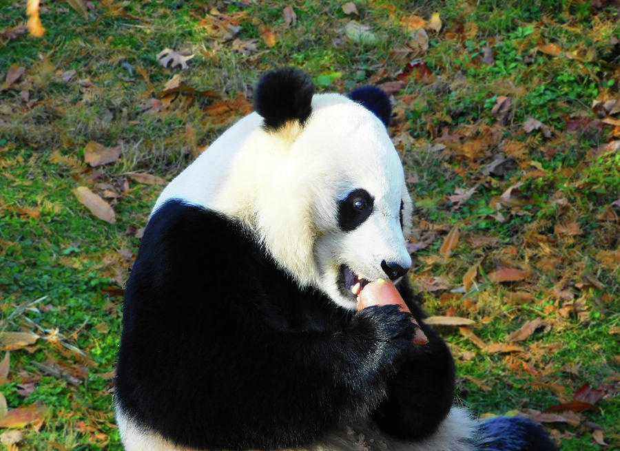 Fruit Popsicle for Bei Bei the Giant Panda Photograph by Emmy Marie Vickers