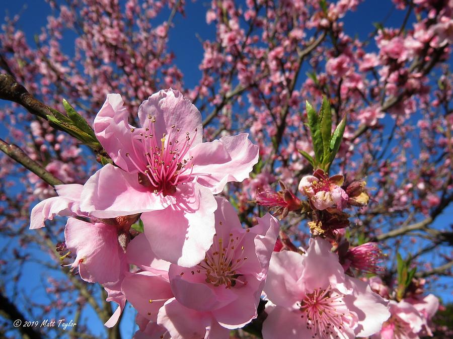 Fruit Trees Ahead Of Official Start Of Spring Photograph by Matt Taylor ...