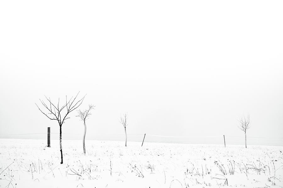 Fruit Trees Lost In Winter Fog Photograph by Raphael Schneider
