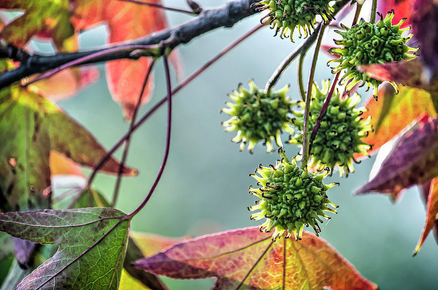 Fruits and leaves of a sweet gum tree Photograph by Frans Blok