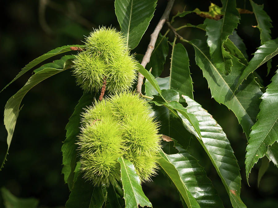 Fruits of a chestnut hanging on the tree Photograph by Stefan Rotter ...