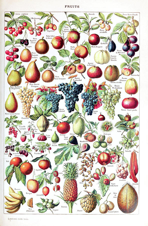 Adolphe Millot - Fruits pour tous - French vintage poster Notebook
