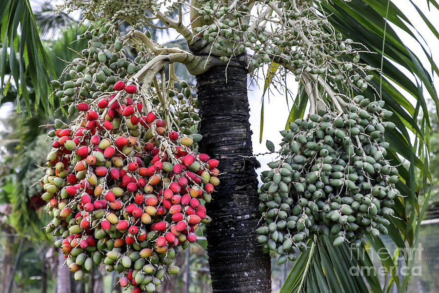 Fruity Palm Tree  Photograph by Rory Ivey