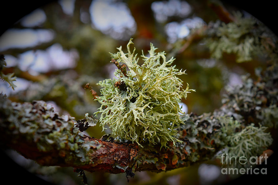 Fruticose Lichen on tree branch Photograph by Yvonne Johnstone